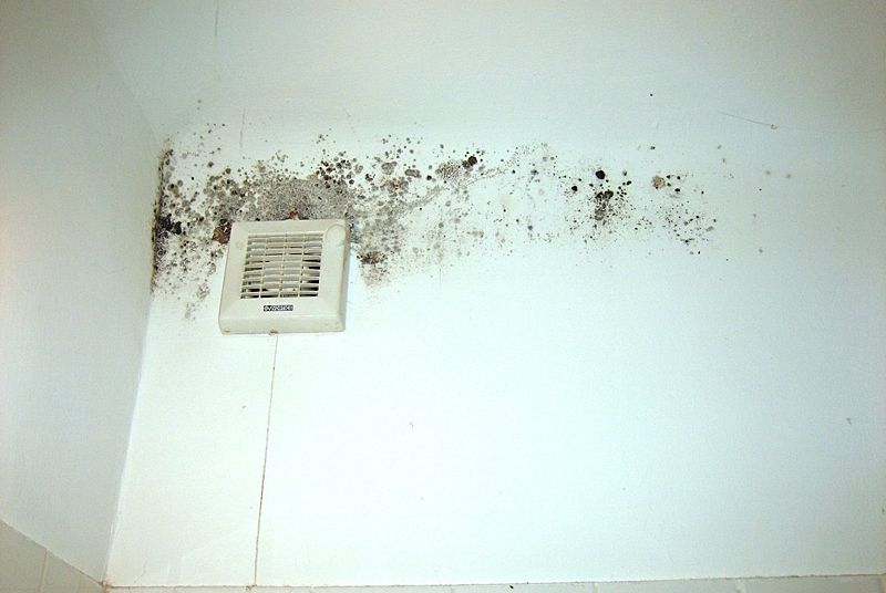 Professionelle Schimmelsanierung im Großraum Wien: Schimmel entfernen