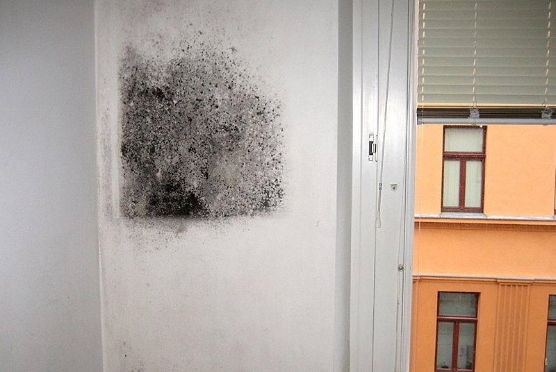 Professionelle Schimmelsanierung im Großraum Wien: Schimmel entfernen